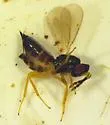 Aprostocetus hagenowii