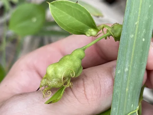 Aprostocetus smilax
