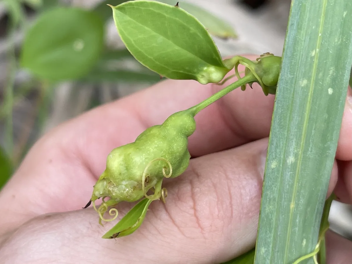 Aprostocetus smilax - photo 3