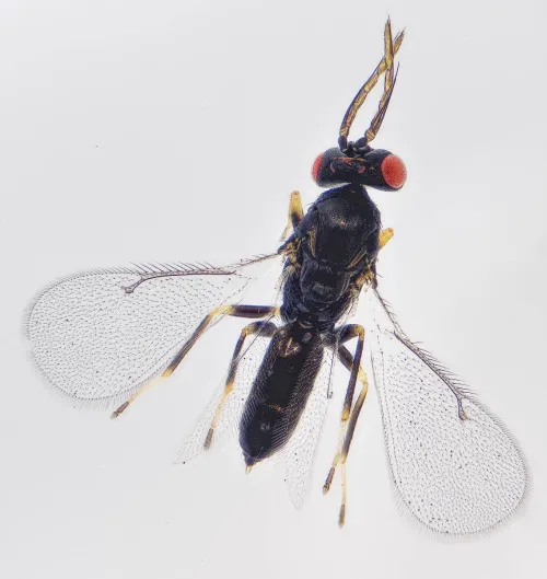 Aprostocetus - photo 4