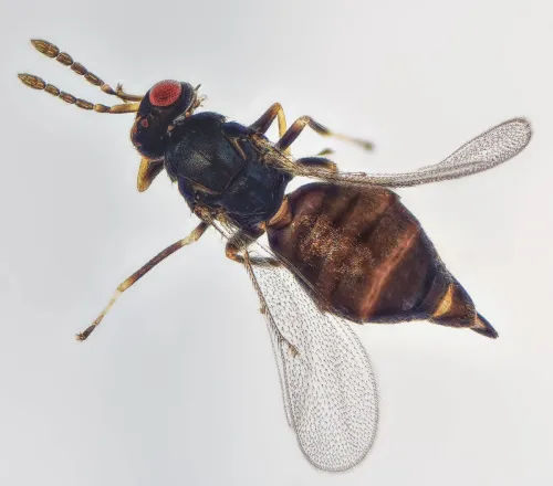 Aprostocetus - photo 6