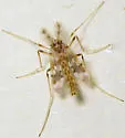 Apsectrotanypus johnsoni