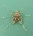 Apsectrotanypus johnsoni - photo 3