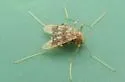 Apsectrotanypus johnsoni - photo 4