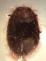 Apsectus araneorum