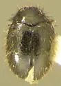Apsectus araneorum - photo 2