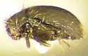 Apsectus araneorum - photo 3