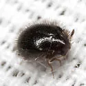 Apsectus hispidus - photo 2