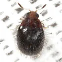 Apsectus hispidus - photo 3