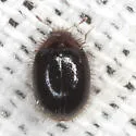 Apsectus hispidus - photo 4