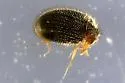Apsectus hispidus - photo 5