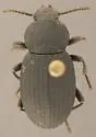 Apsena grossa
