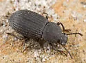Apsena grossa - photo 2