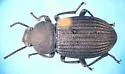 Apsena grossa - photo 3