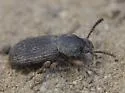 Apsena laticornis