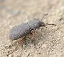 Apsena laticornis - photo 2