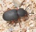 Apsena laticornis - photo 3
