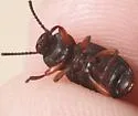 Apsena laticornis - photo 4