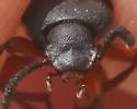 Apsena laticornis - photo 5
