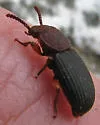 Apsena pubescens