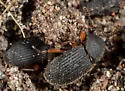 Apsena pubescens - photo 2