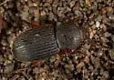 Apsena pubescens - photo 3