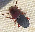Apsena pubescens - photo 4