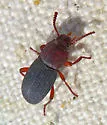 Apsena pubescens - photo 5