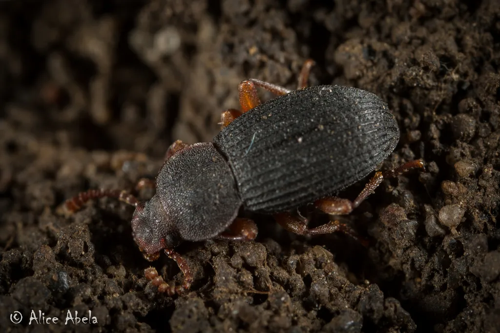Fig Engraver Beetle - photo 2