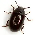 Apsida belti - photo 2