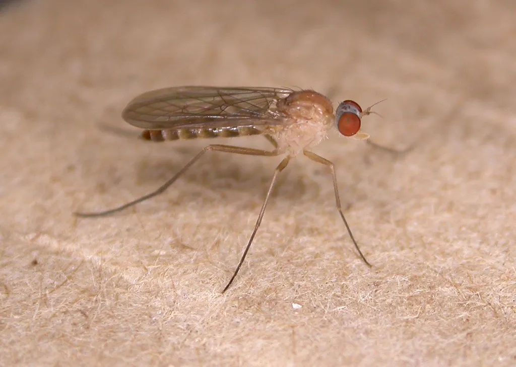 Apsilocephala longistyla - photo 2