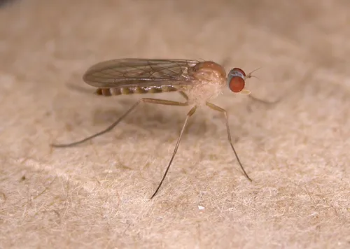 Apsilocephala longistyla - photo 3