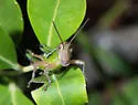 Linear-winged Grasshopper