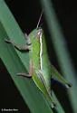 Linear-winged Grasshopper - photo 2