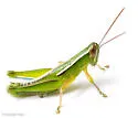 Linear-winged Grasshopper - photo 3