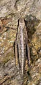 Linear-winged Grasshopper - photo 4