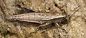 Linear-winged Grasshopper - photo 5
