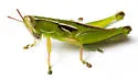 Aptenopedes yoholoi