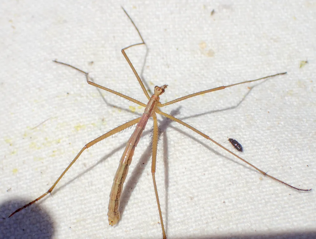 Wingless Scorpionfly