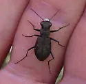 One-spotted Tiger Beetle - Apterodela unipunctata