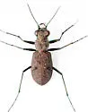 One-spotted Tiger Beetle - photo 2