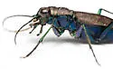 One-spotted Tiger Beetle - photo 3