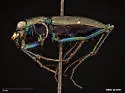 One-spotted Tiger Beetle - photo 4