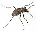 One-spotted Tiger Beetle - photo 5