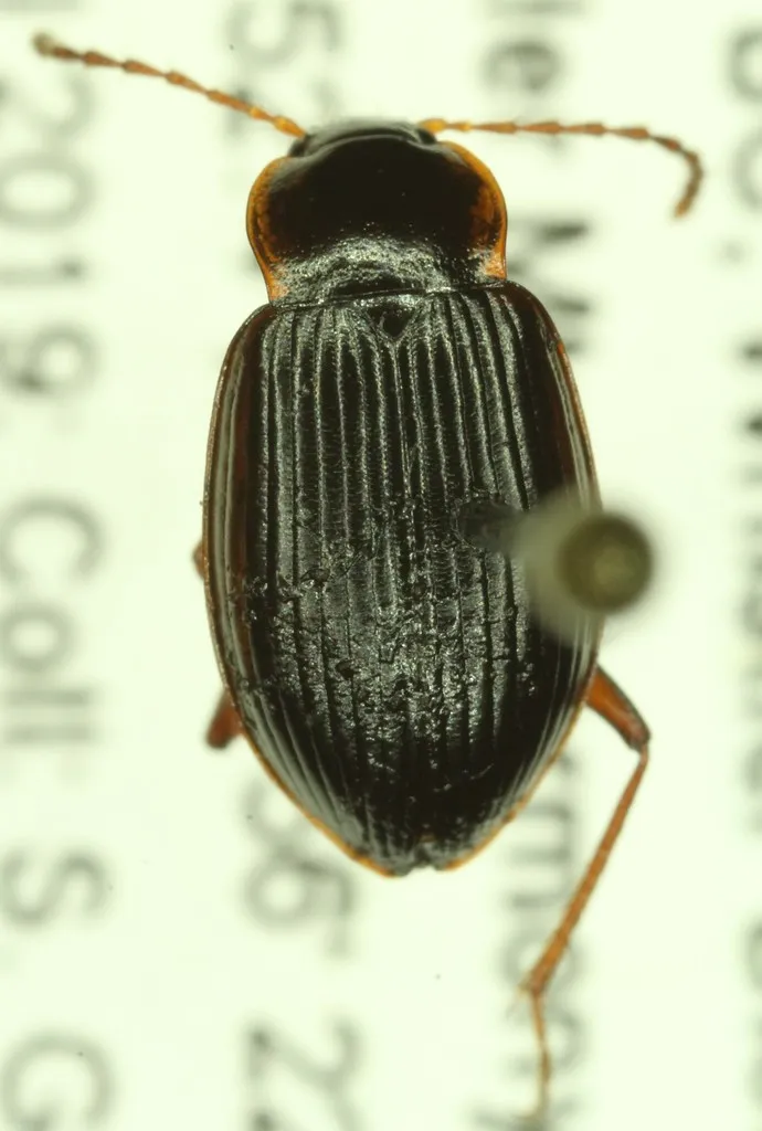 Apteroloma caraboides - photo 2