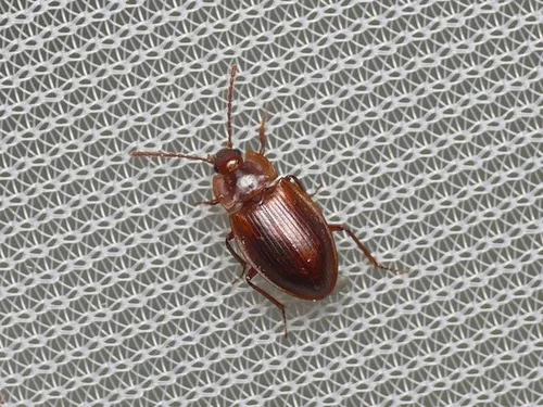 Apteroloma kozlovi