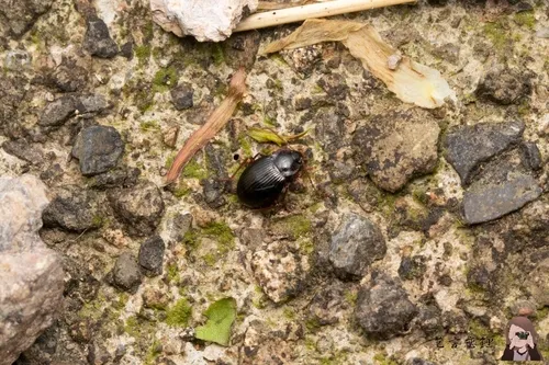 Apteroloma zhejiangense