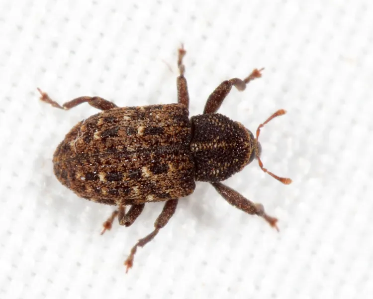 Apteromechus ferratus - photo 2