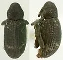 Apteromechus longus