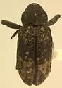 Apteromechus longus - photo 2